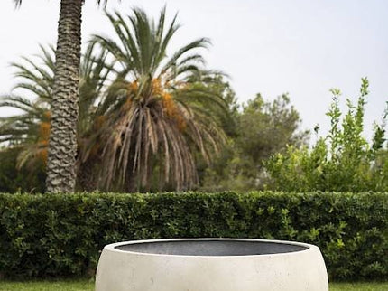 Cumino fungo | Panna color | Planter