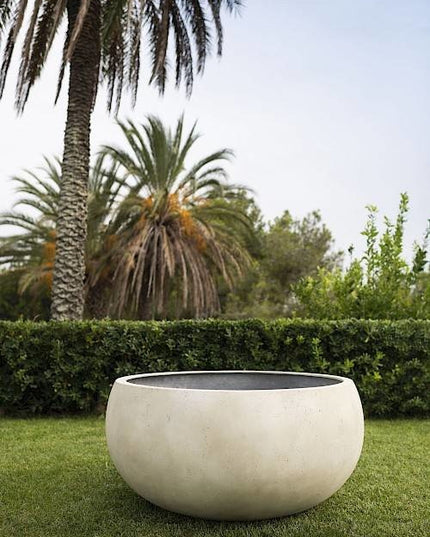 Cumino fungo | Panna color | Planter